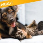 NOUVEAU : assurance Zéphir Chien Chat