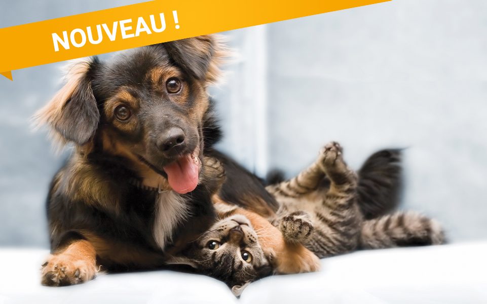 NOUVEAU : assurance Zéphir Chien Chat